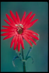 J11G2_Fringed_indian_pink