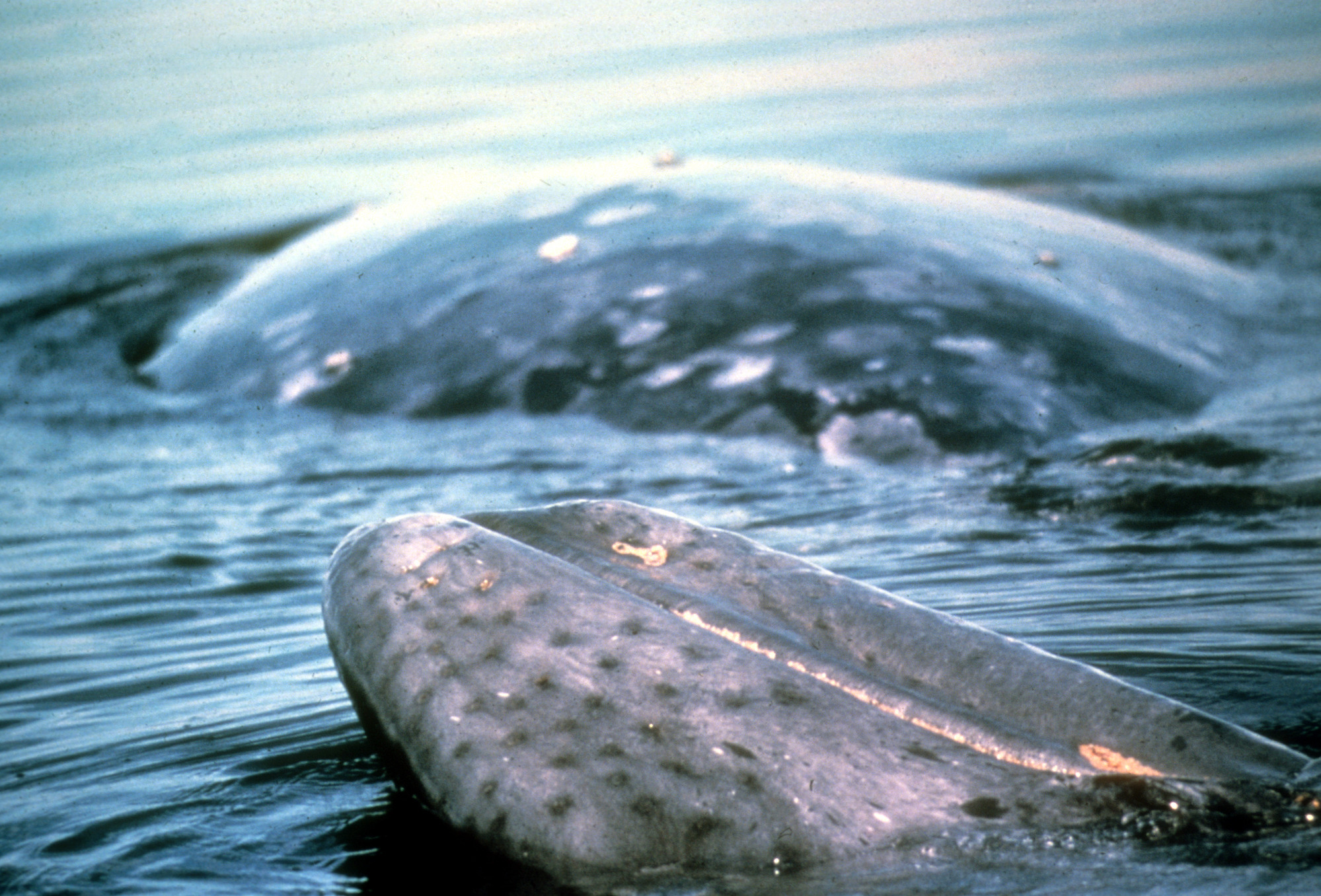 Gray Whale Mother and Calf
