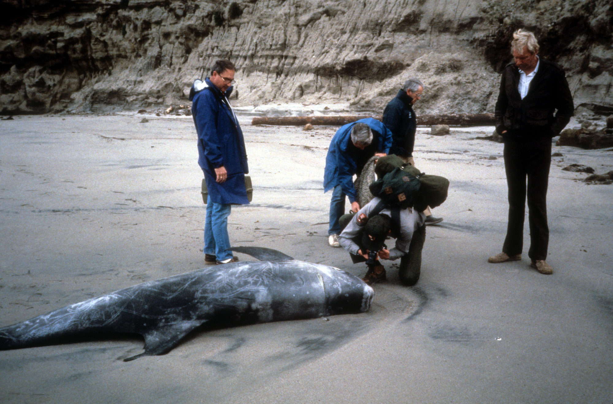 Beached Risso's Dolphin