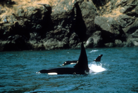Orcas