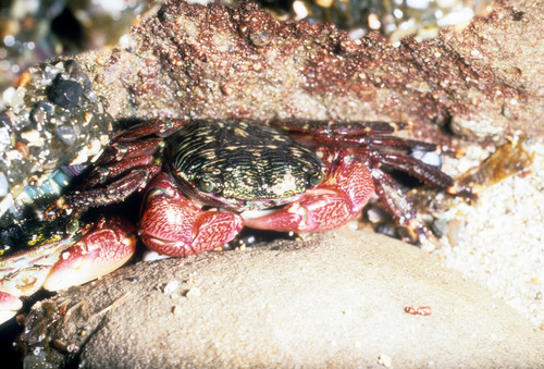 Shore Crab