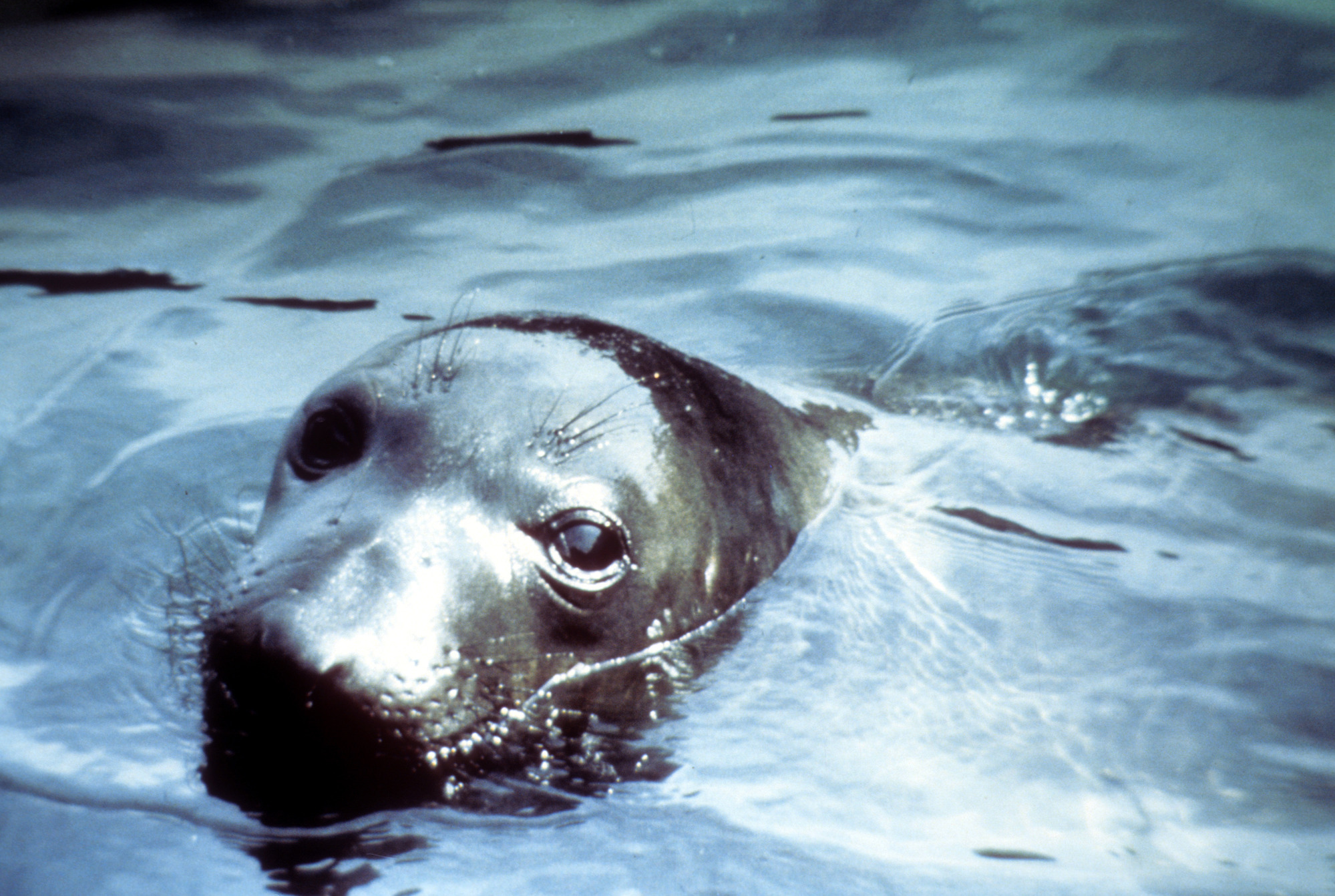 Northern Elephant Seal, Swimming Female