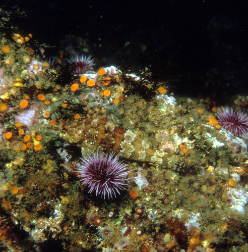 Purple Sea Urchins