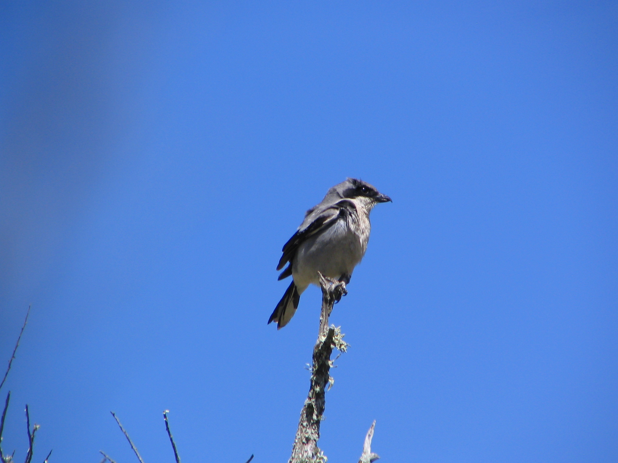 LOSH10. Adult LOSH. Acapulco Cyn. SRI (16)