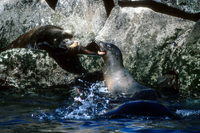 California Sea Lions