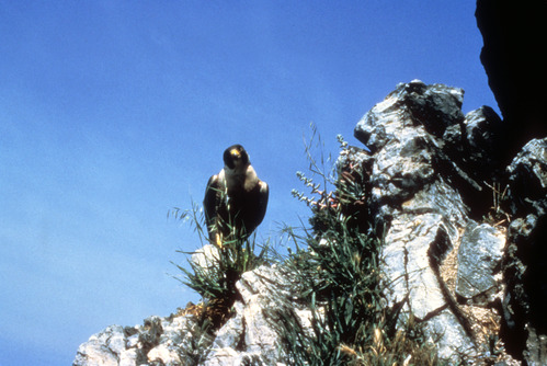 Peregrine Falcon