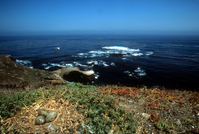 Western Gull Nest With Eggs