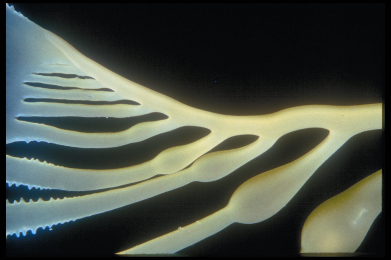 K2G12_Giant_kelp_air_bladders