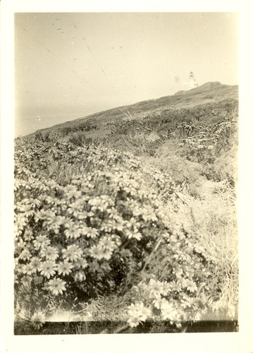Anacapa Flowers
