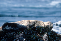 Harbor Seal Camouflage