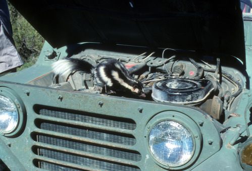 Spotted Skunk In Jeep Engine Compartment