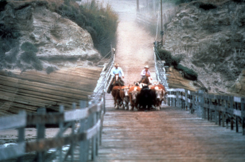 Cattle Loading Bechers Bay Pier