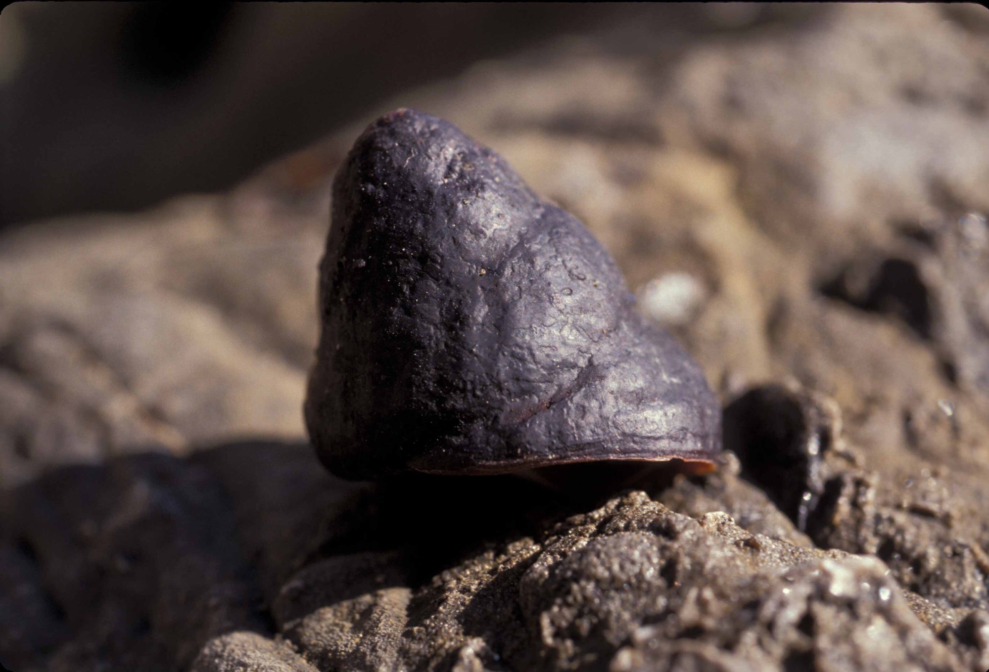 Tequla_brunnea_fa91 brown turban snail