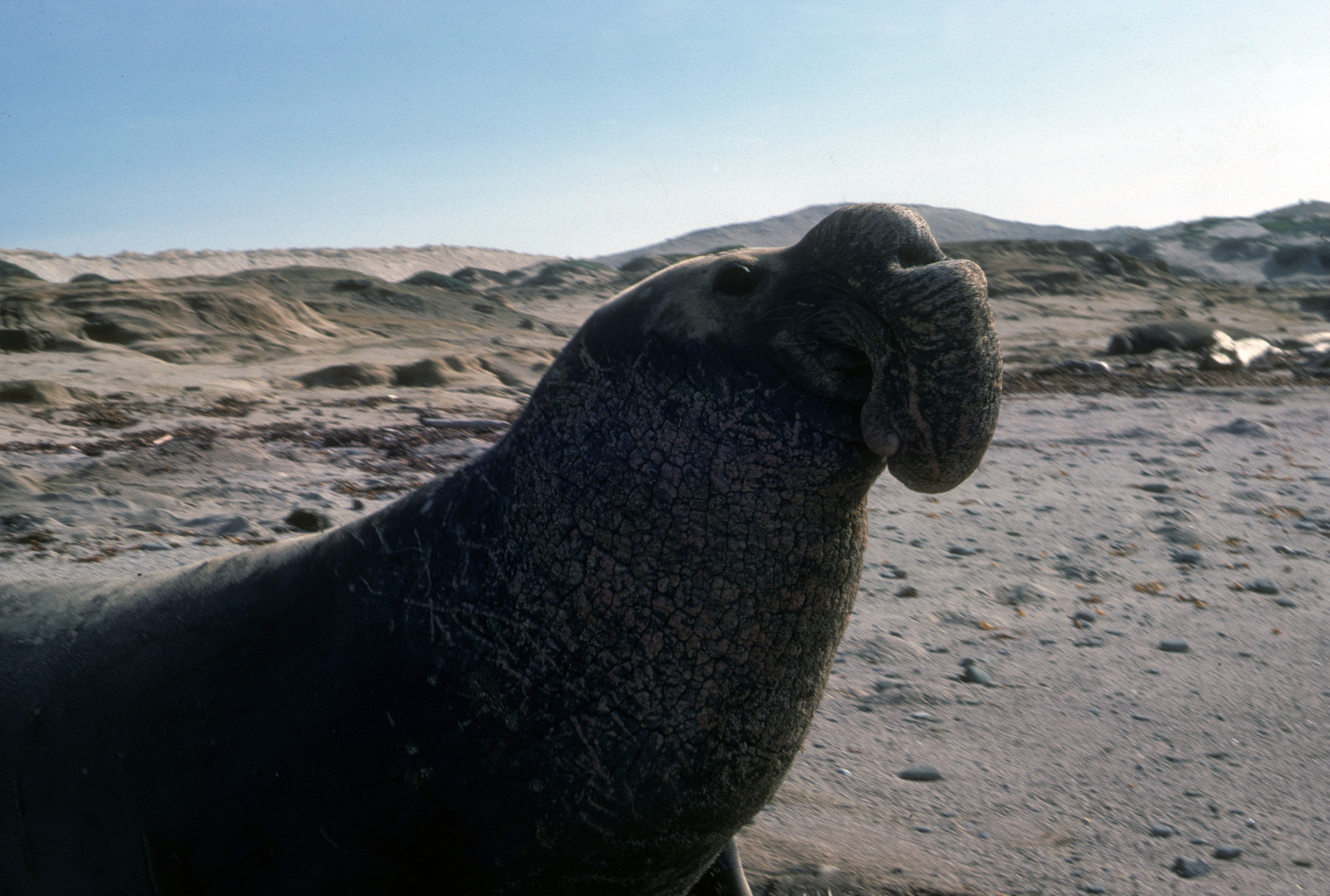 Northern Elephant Seal Bull