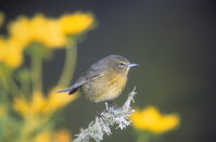Orange-crowned Warbler
