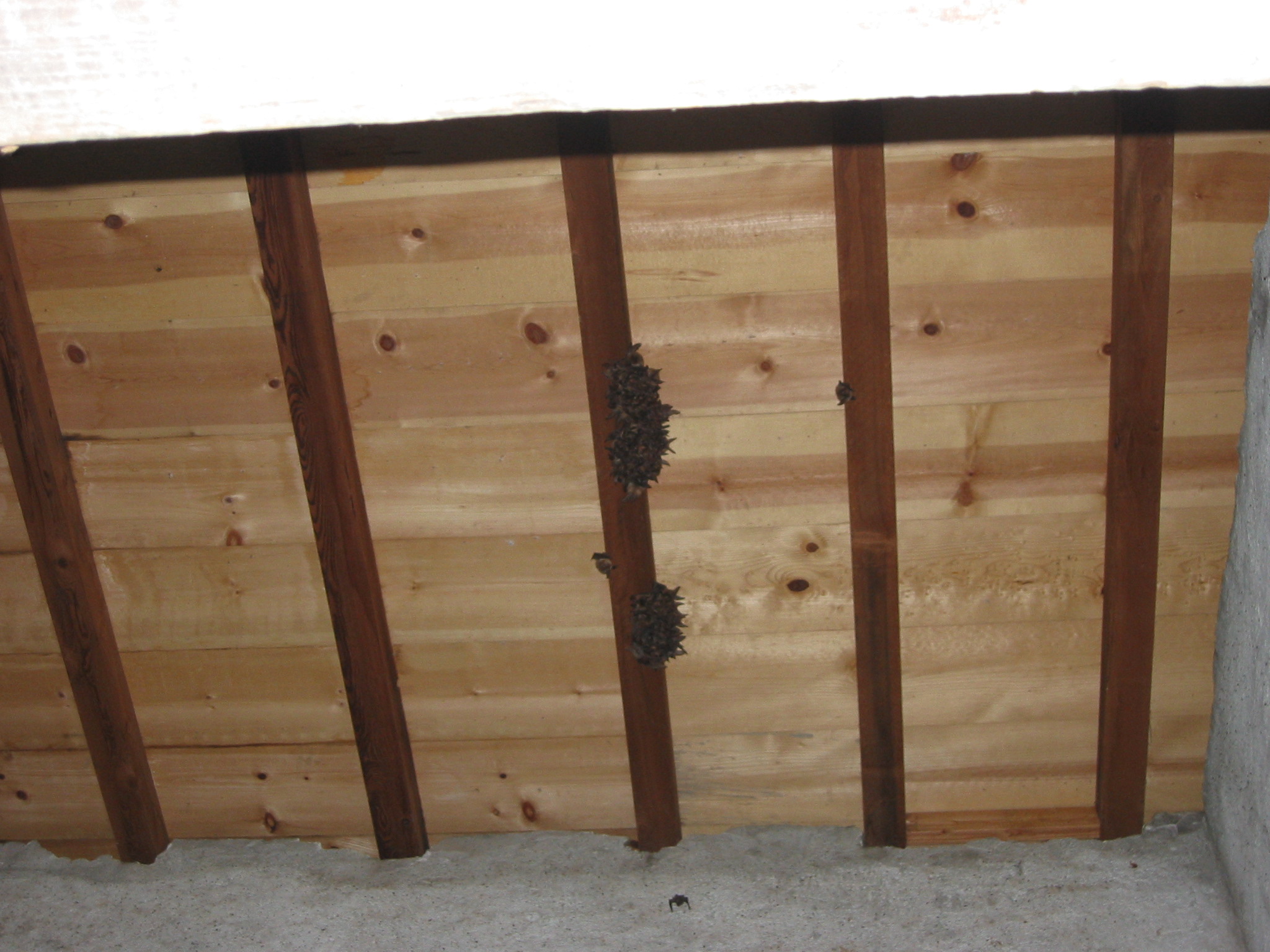 Bats on Scorpion Bakery Ceiling