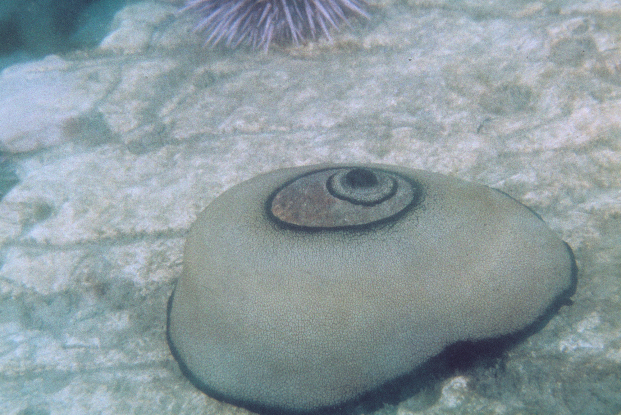 Giant Keyhole Limpet