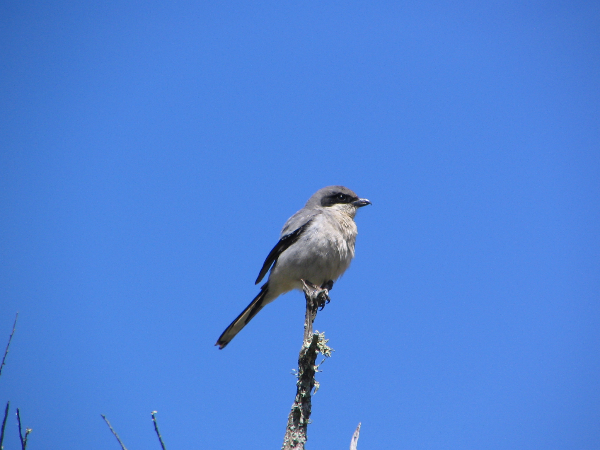 LOSH10. Adult LOSH. Acapulco Cyn. SRI (15)