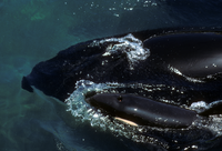 Orca, Mother and Calf