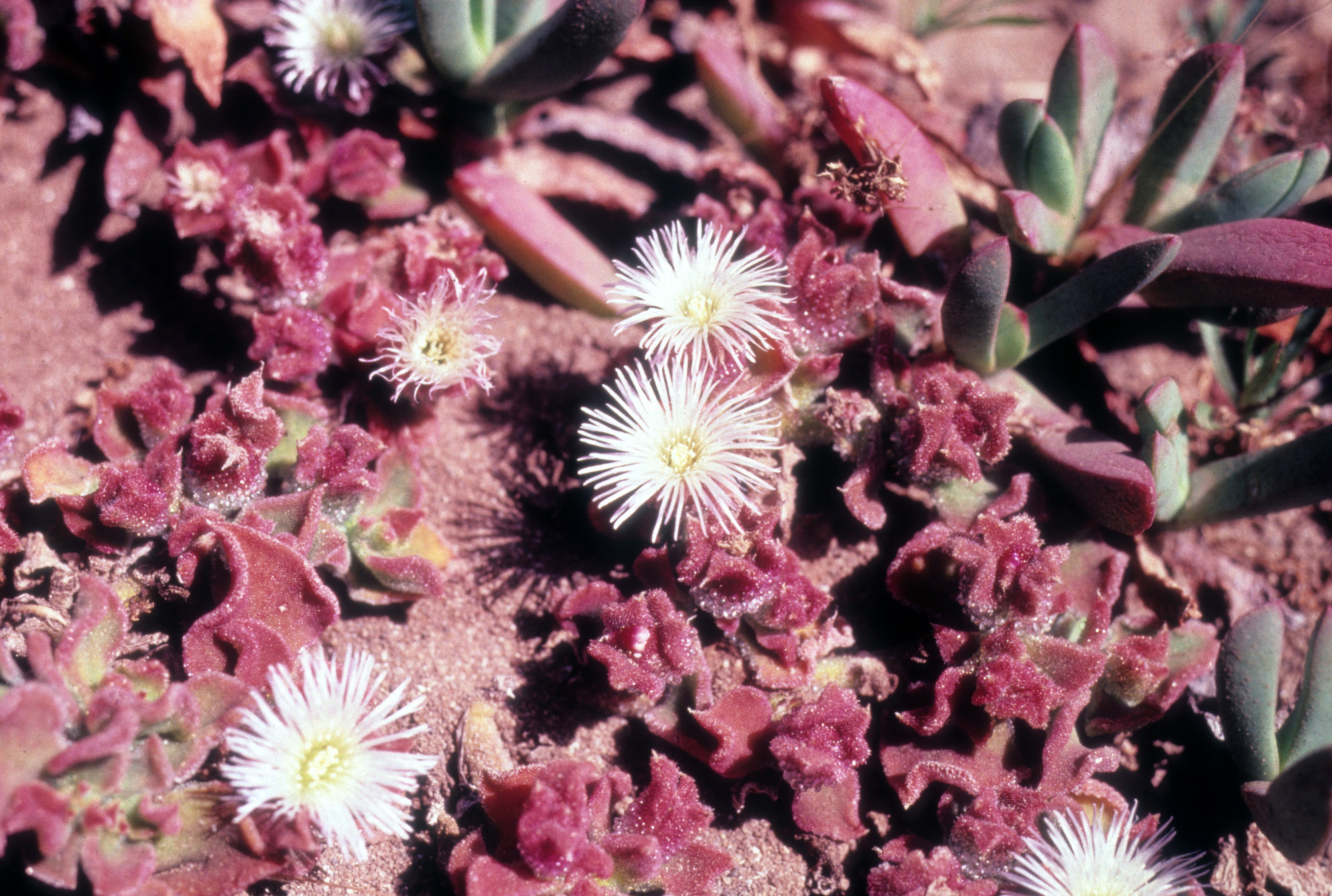 Crystalline Iceplant