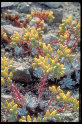 J16H5_SRI_Munchkin_dudleya