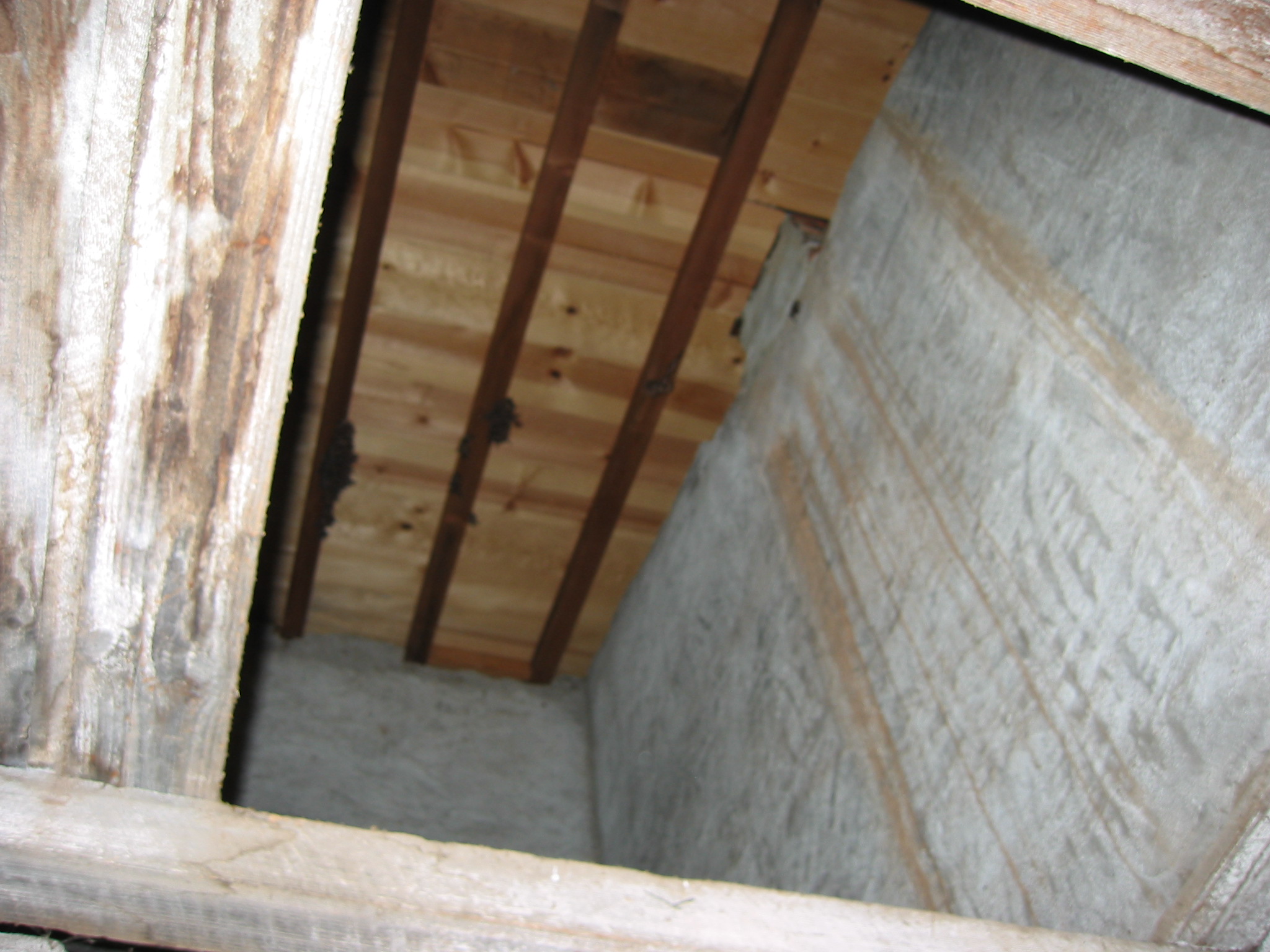 Scorpion Bakery Ceiling with Bats