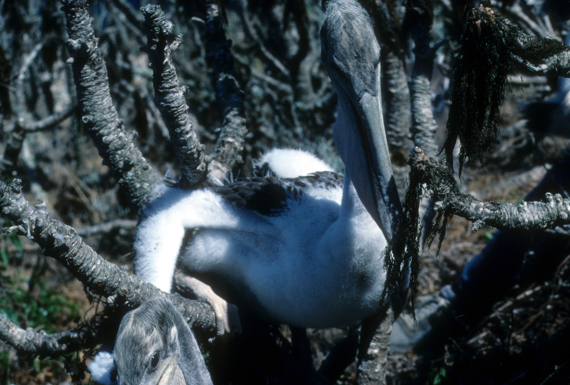 Brown Pelicans on Coreopsis