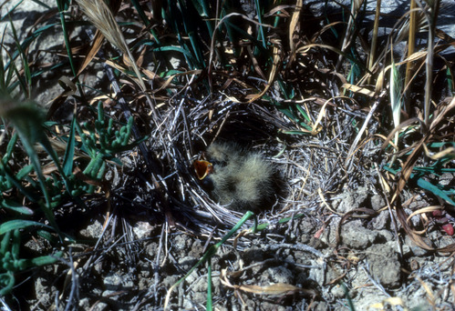 Horned Lark Nest with Chick