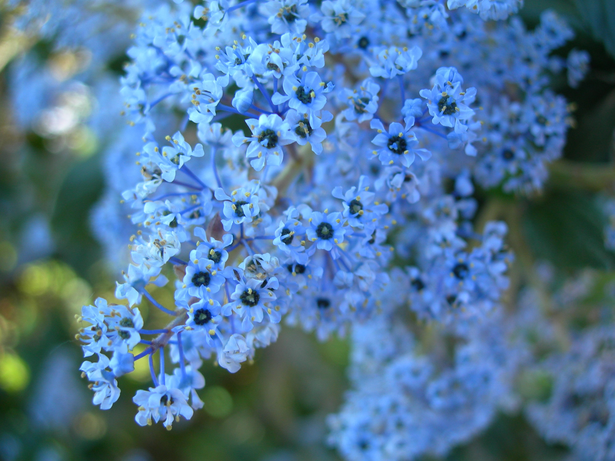 CEAR_29Mar2007_KChess_3793