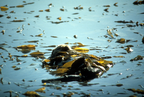 Sea otter Wrapped in Kelp