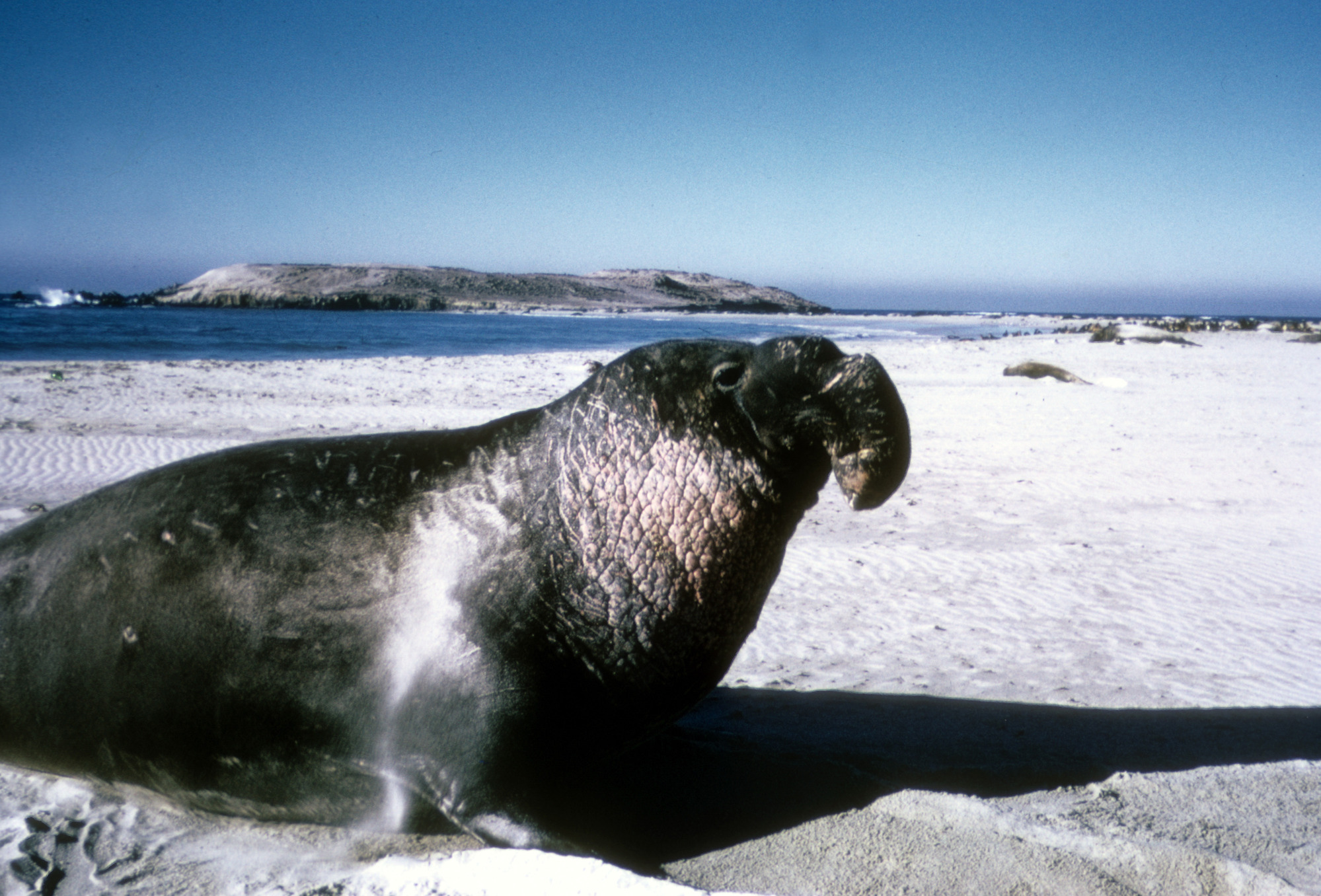 Northern Elephant Seal Bull