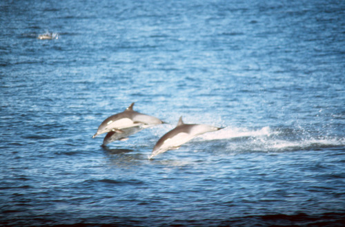 Pacific White-sided Dolphin