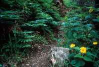 Santa Cruz Canyon Sunflower