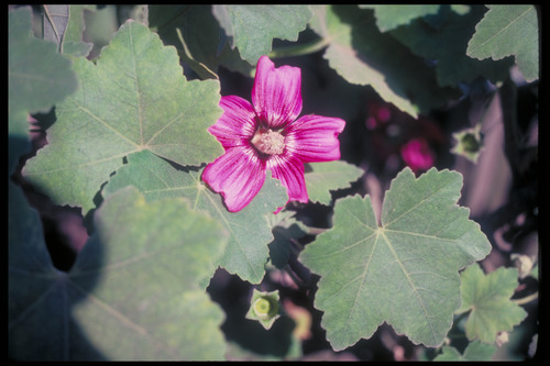 J35A2_Island_Tree_mallow
