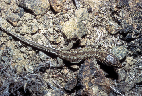 Island Night Lizard