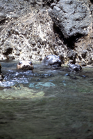 Northern Elephant Seals, Swimming Females