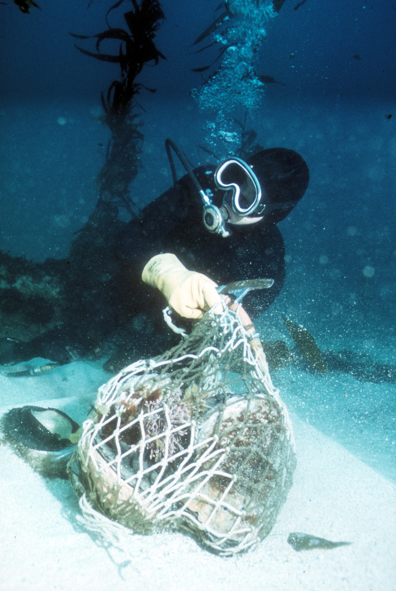 Commercial Abalone Diver