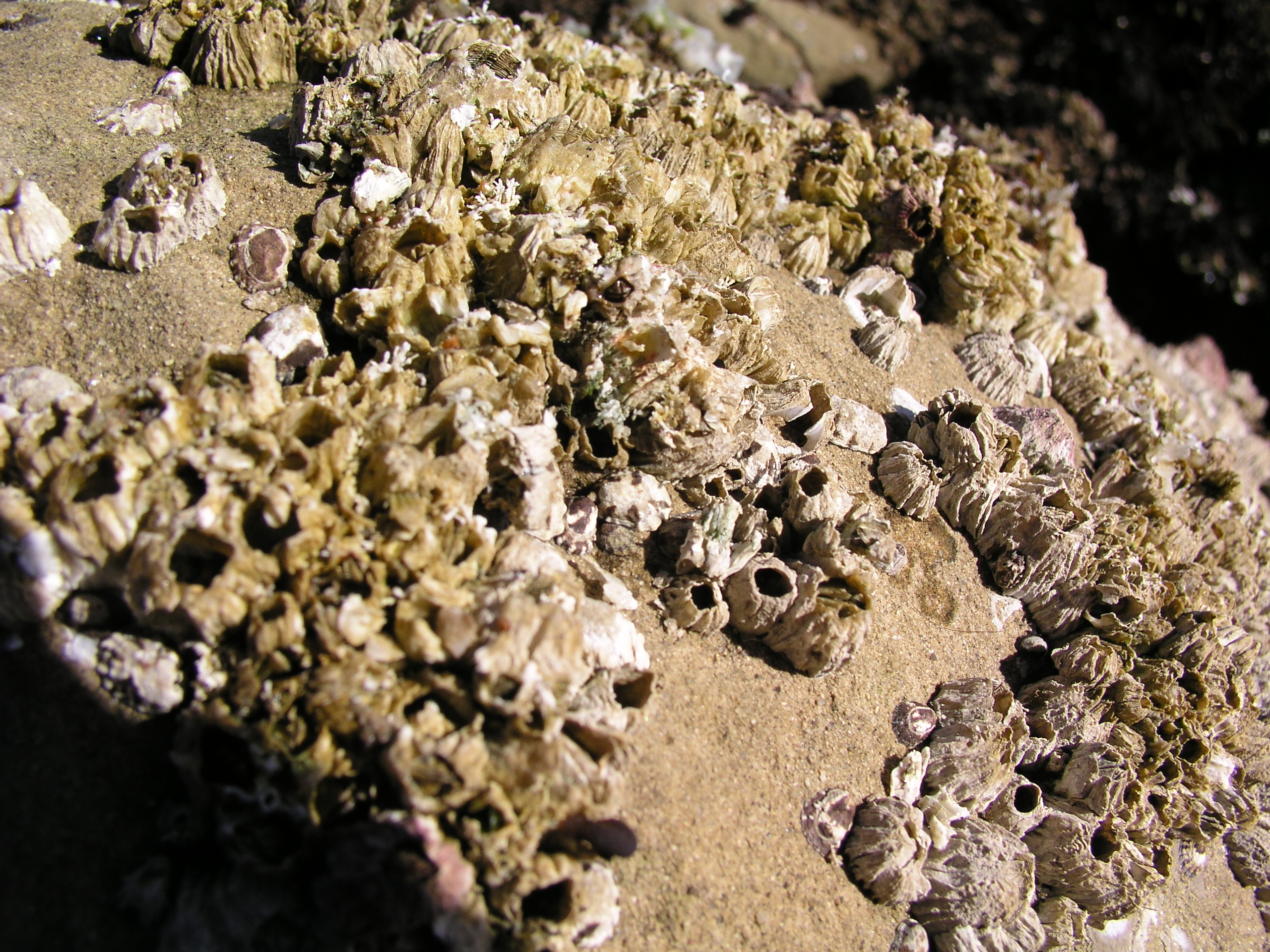 srjl_balanus_large_fa06