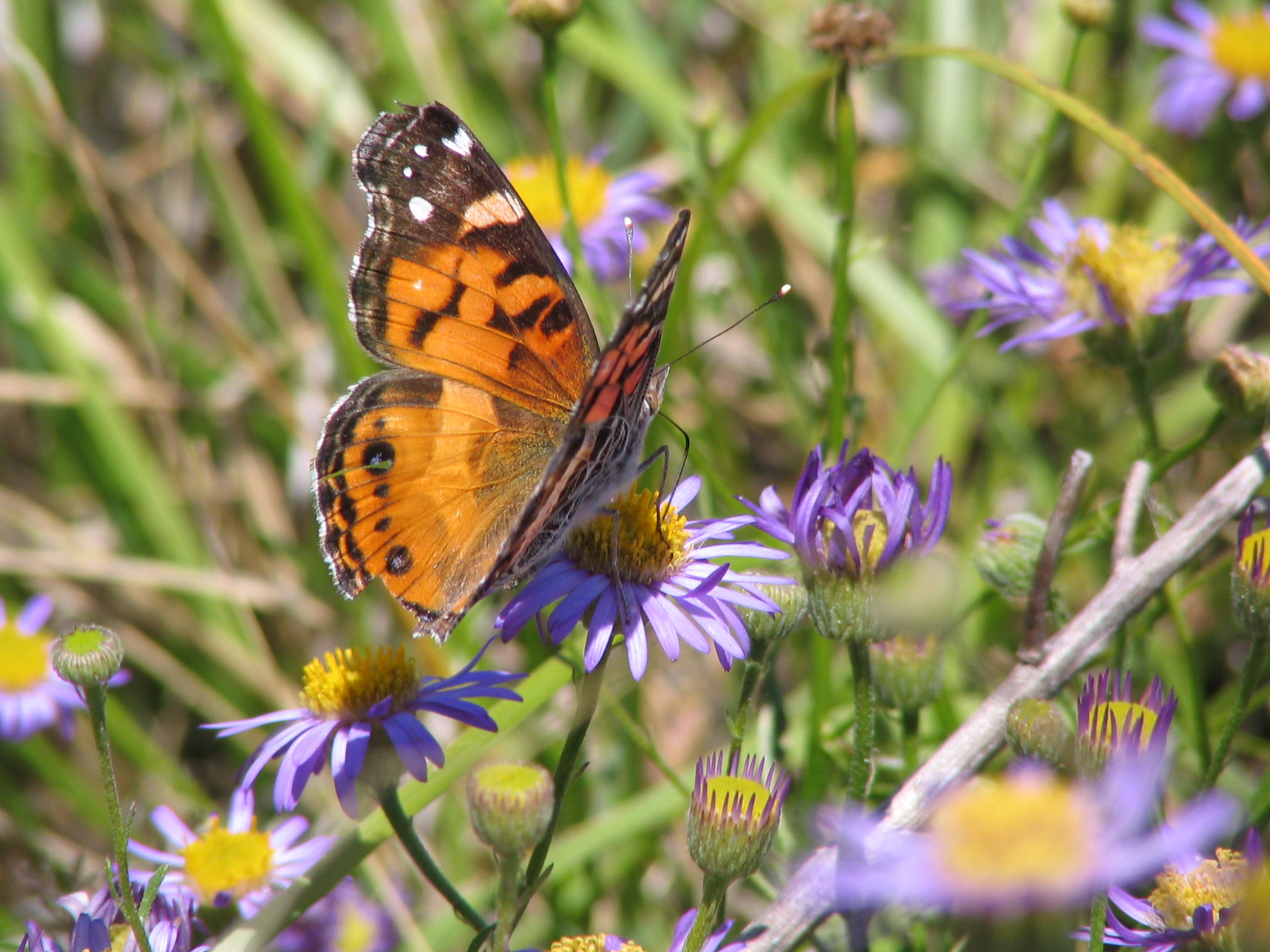 Erigeron sp. Black Mnt, Cherry Watershed. SRI (1)