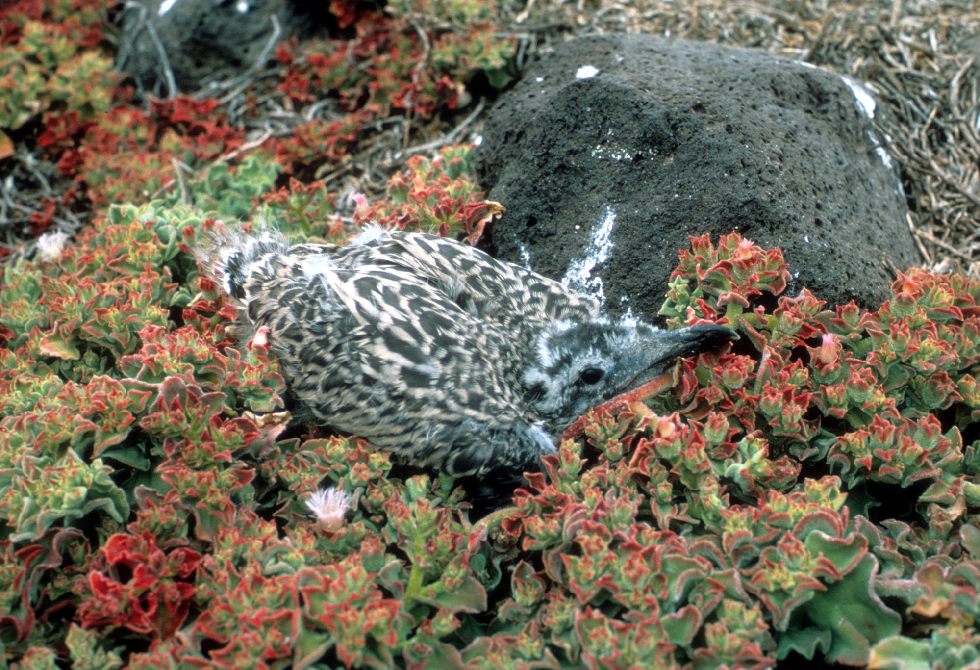 Western Gull Chick