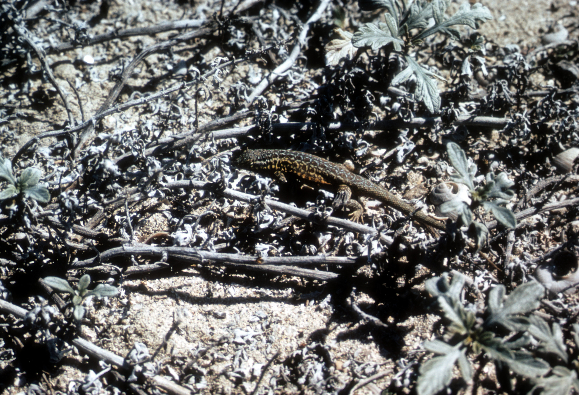 Side-blotched Lizard