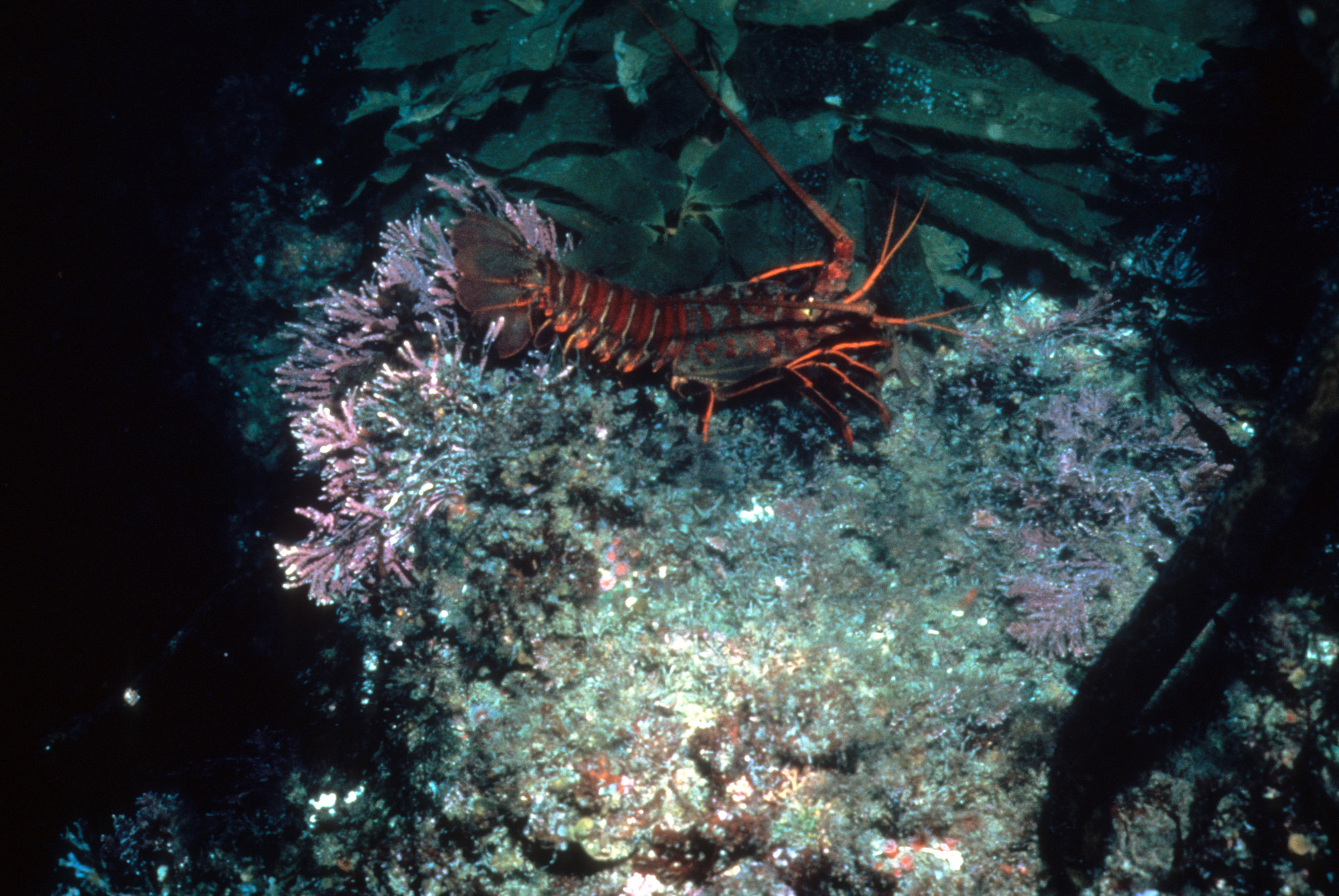 Spiny Lobster