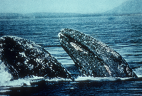 Gray Whales