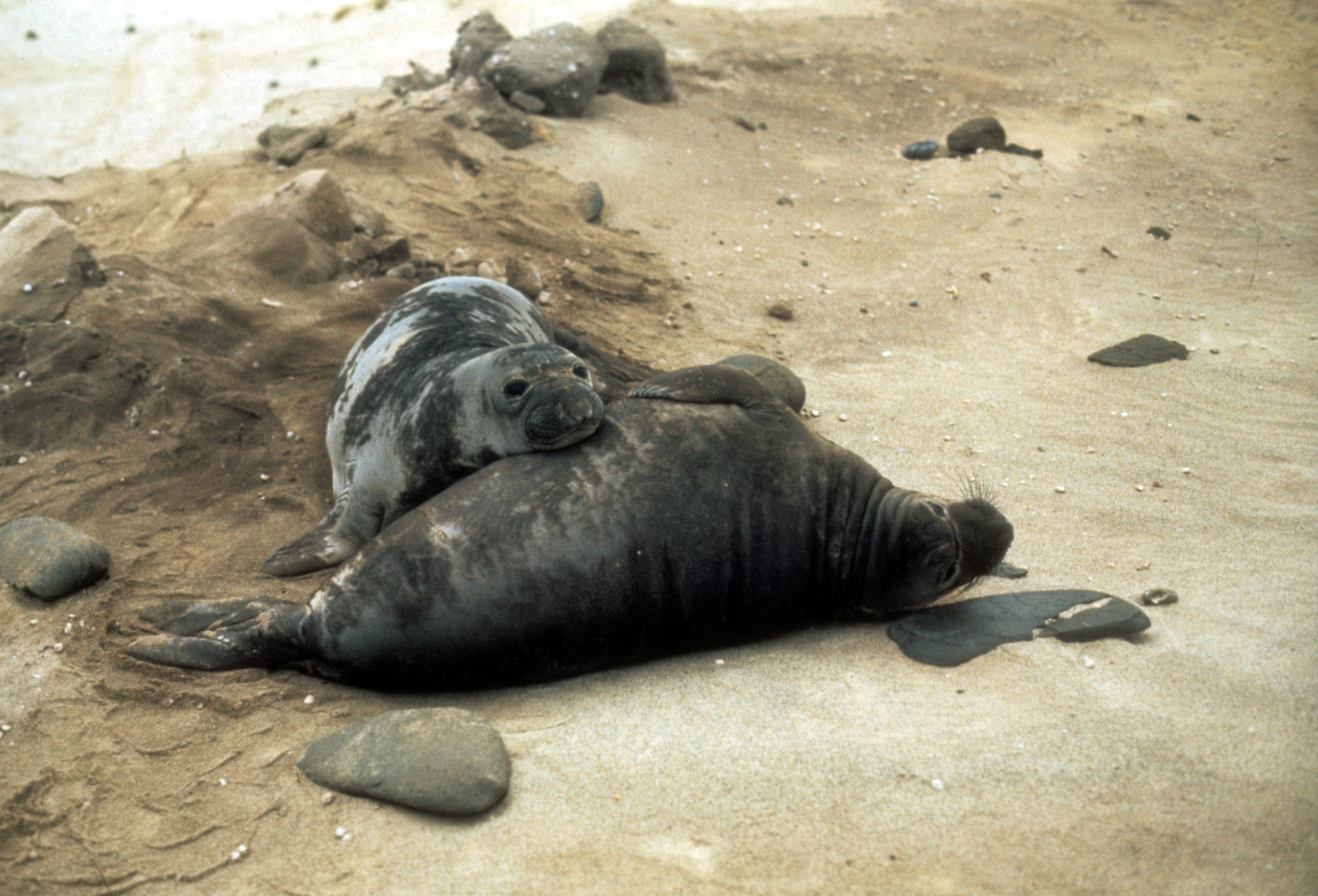 Northern Elephant Seals