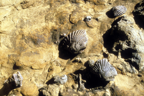 Shell Fossils