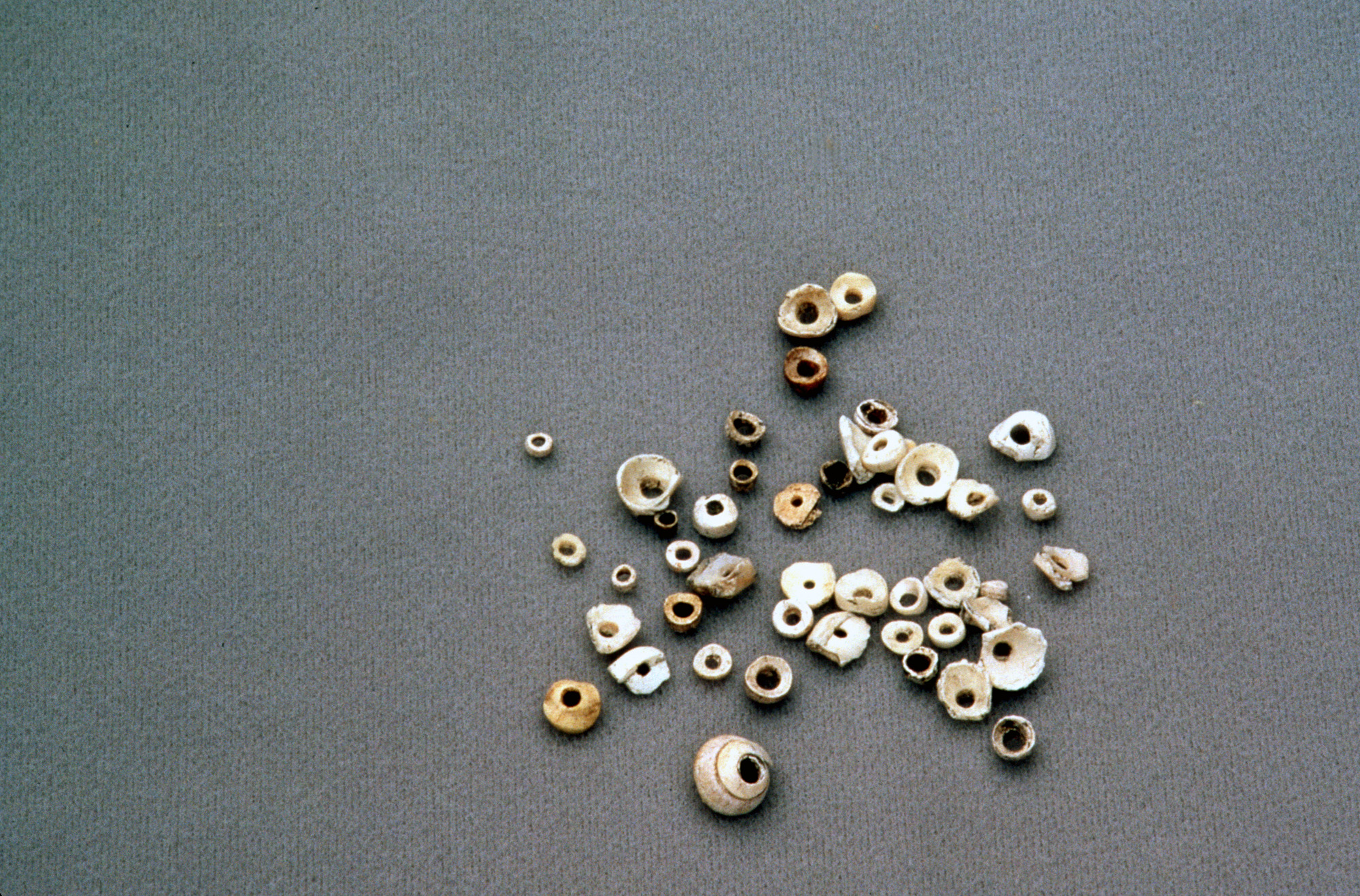 Olivella Shell Beads