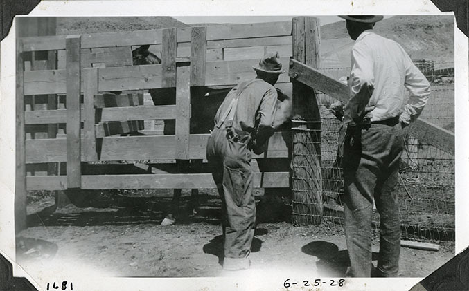 This is an historic black and white photograph from the Scotty's Castle Historic Photograph Collection, Death Valley National Park of Albert M. Johnson on right watches as probably a horse is branded, at chute south of Scotty's Castle Stables. June 25, 1928. Photographed by Mat Roy Thompson.