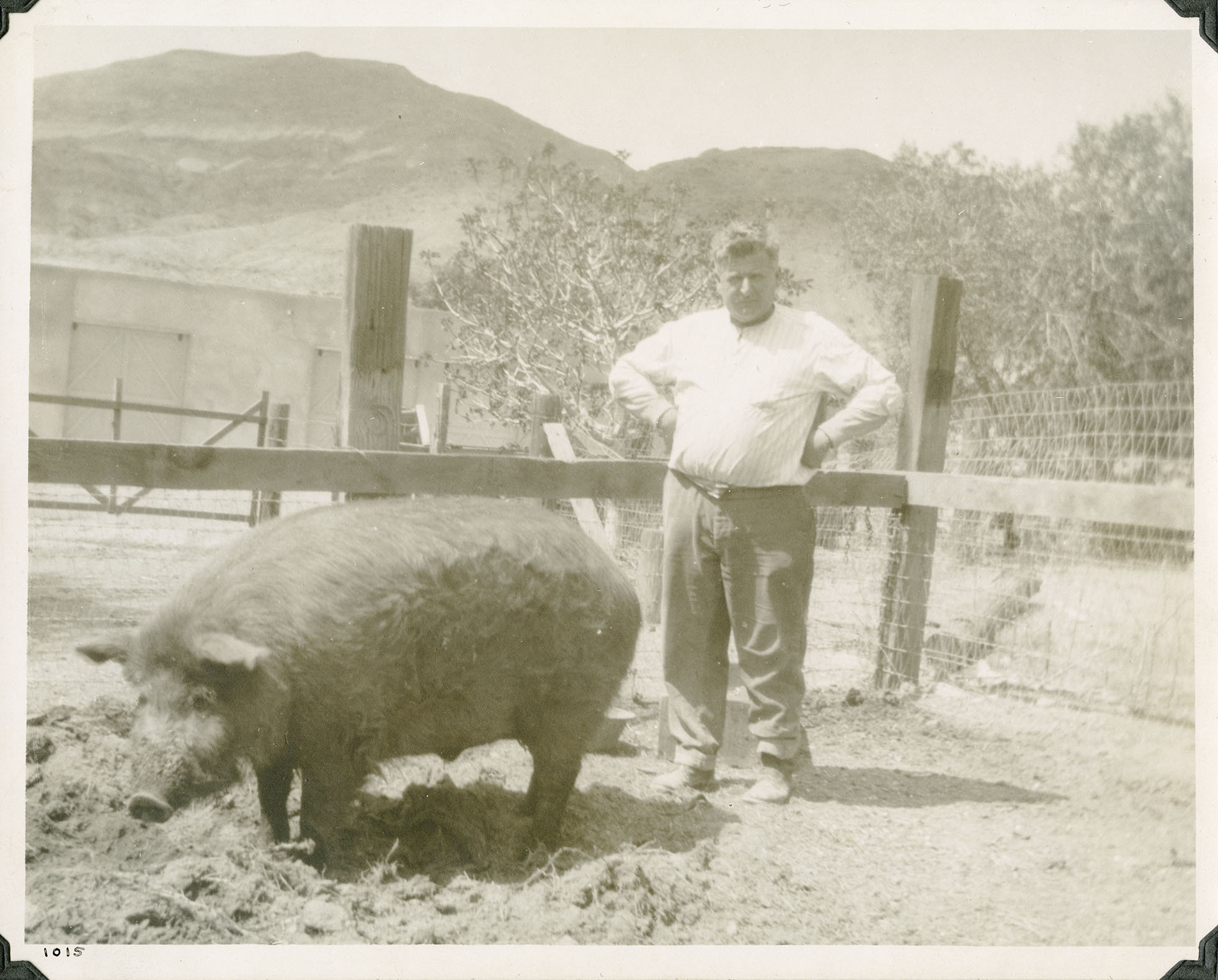This is an historic black and white photograph from the Scotty's Castle Historic Photograph Collection, Death Valley National Park of man standing next to a very large male pig. Man has hands on hips looking at camera, in white shirt and loose jeans. Both standing in a fenced area. Fence posts are railroad ties with board rail and v-mesh woven wire. Trees and simple square concrete structure behind. Number in black ink in lower left corner.
