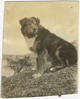 This is an historic black and white photograph from the Scotty's Castle Historic Photograph Collection, Death Valley National Park of Bob the dog, Death Valley Ranch. Circa 1925.