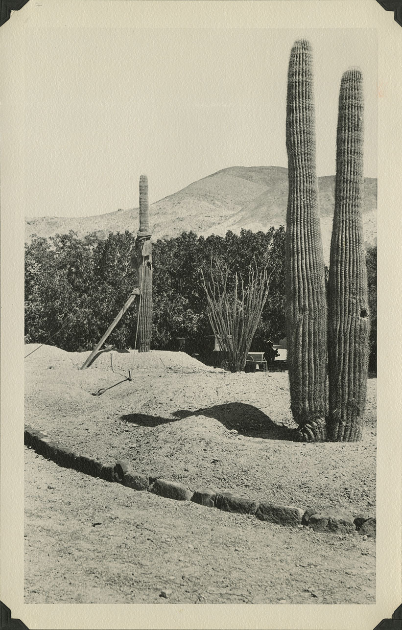 This is an historic black and white photograph from the Scotty's Castle Historic Photograph Collection, Death Valley National Park of Scotty's Castle Watercourse landscaping with curb along road in foreground and Saguaro. Circa 1930.